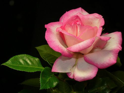 rose shrub rose pink