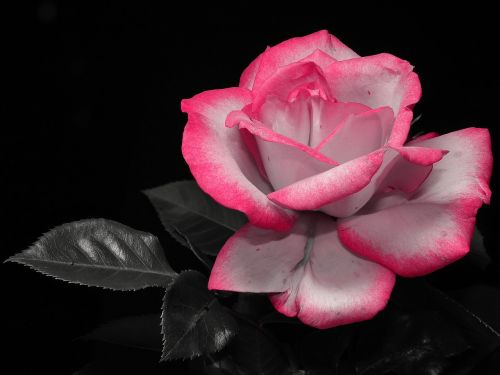 rose shrub rose pink