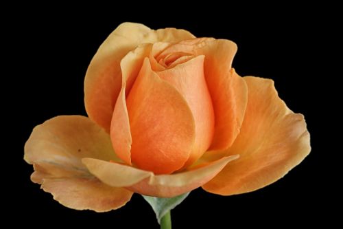 rose rose bloom orange rose