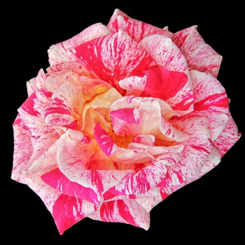 rose rose bloom multi coloured