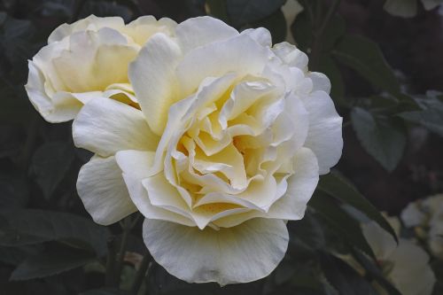 rose white rose white