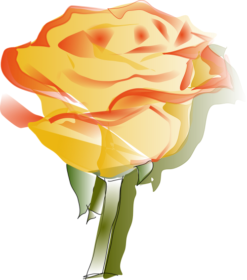 rose yellow orange