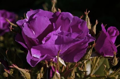 rose rhapsody in blue blue rose