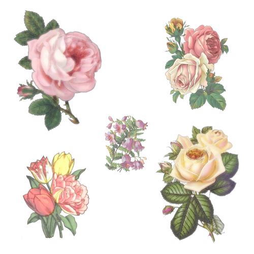 rose flowers campanula