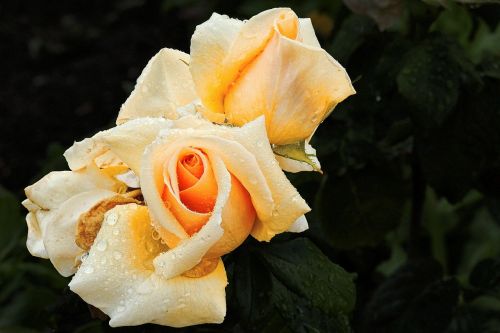 rose yellow rose rose bloom