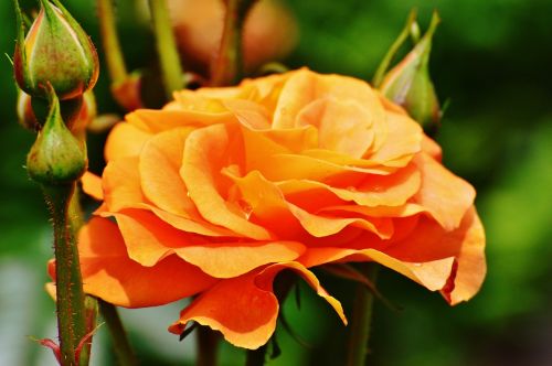 rose orange flower