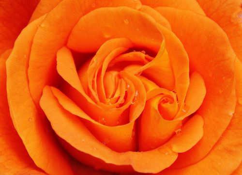 rose orange close
