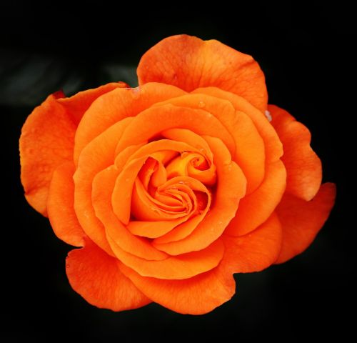 rose orange flower