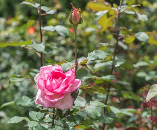 rose flower bud