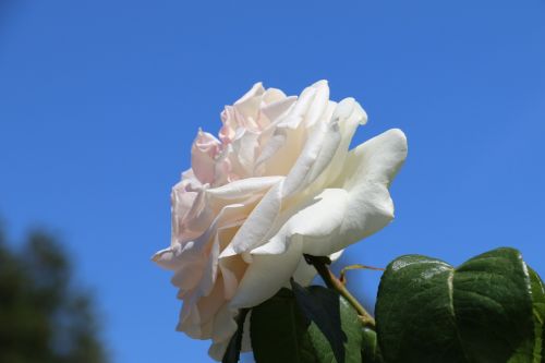 rose flower sky