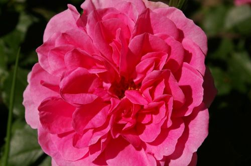 rose pink rose scented rose