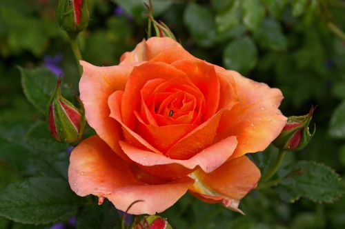 rose orange rose orange