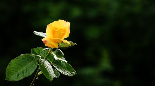 rose yellow natural