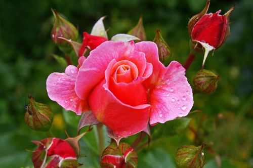 rose pink rose scented rose