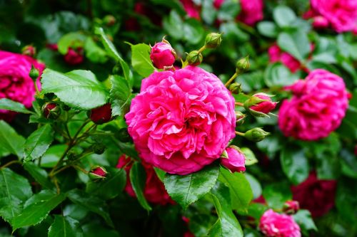rose rosebush rose bloom