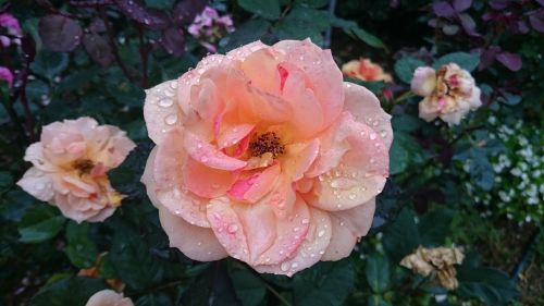 rose flower flowering