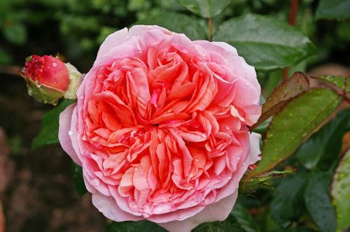rose scented rose blossom
