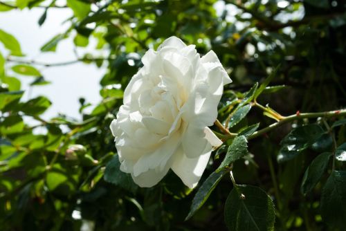 rose white nature