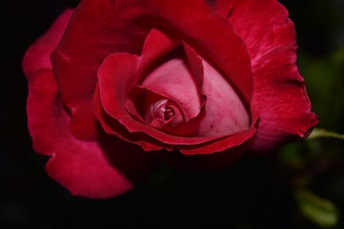 rose red blossom