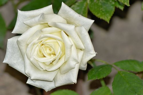 rose white white rose