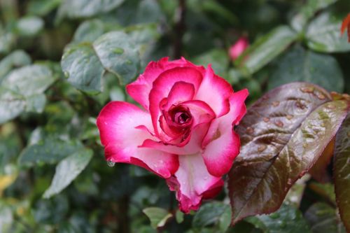 rose rain beautiful