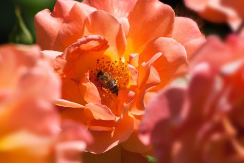 rose bee orange