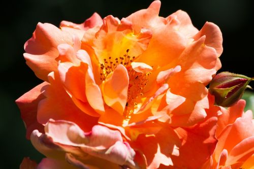 rose orange pink