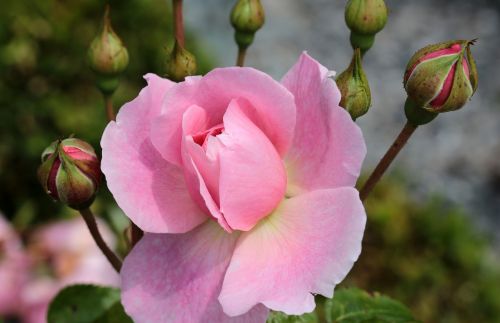 rose rose bloom blossom