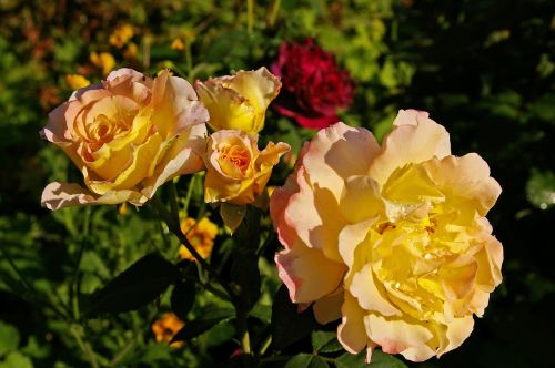 rose tender flower bed