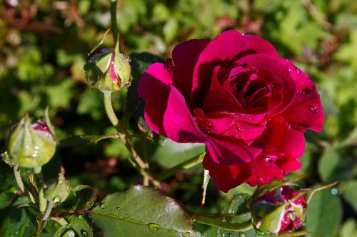 rose red rose scented rose