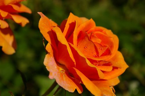 rose orange rose scented rose