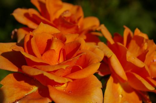 rose orange rose scented rose