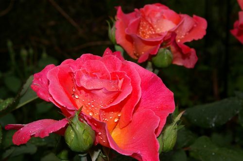 rose albrecht dürer scented rose