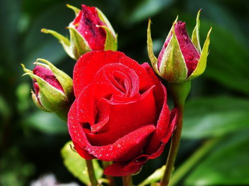 rose floribunda red