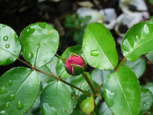 rose pink nature