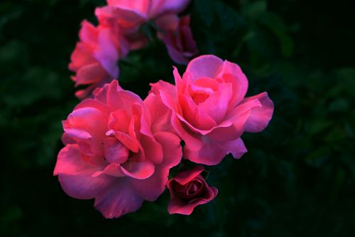 rose flower flowers