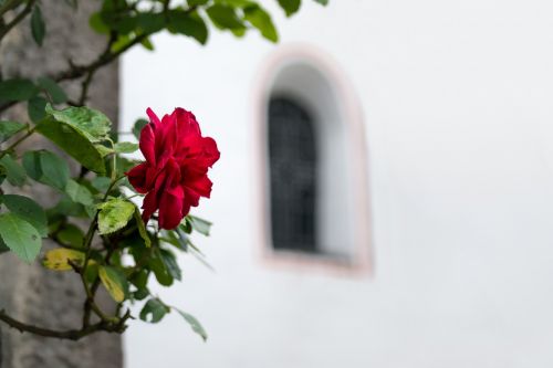 rose window church
