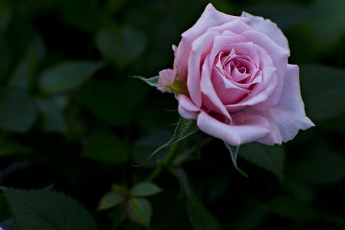 rose nature flora