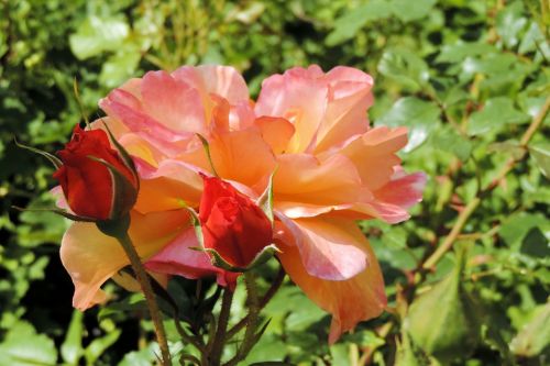 rose rose bud blossom