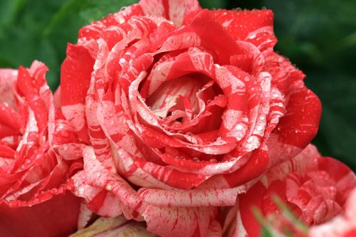 rose white-red rose flower
