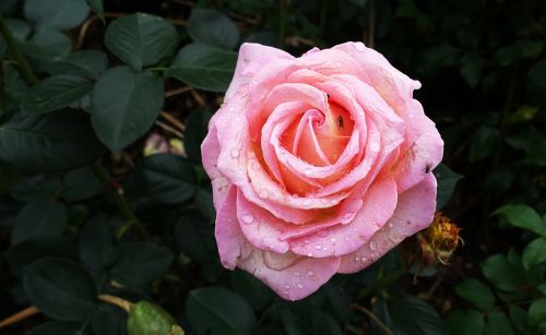 rose pink blossom