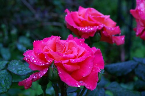 rose albrecht dürer scented rose