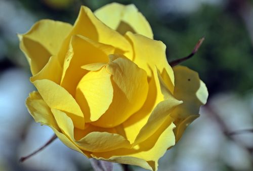 rose rose bloom yellow