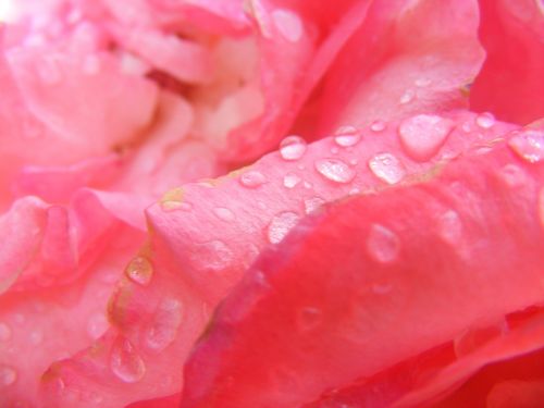 rose pink flower