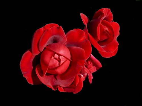 rose red sympathy