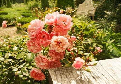 rose flower plant