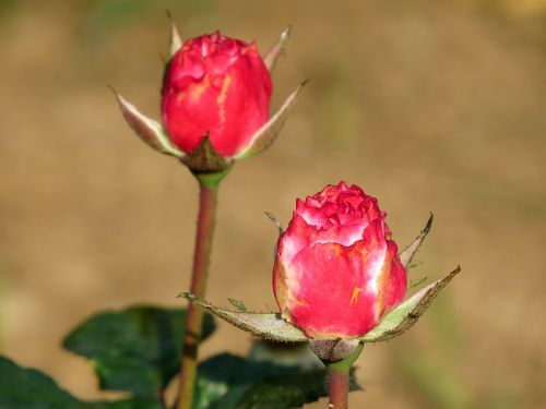 rose bud flower