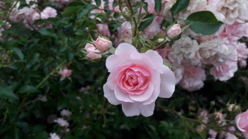 rose flower white rose