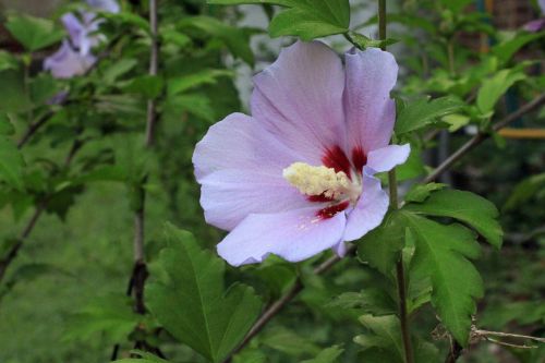 rose sharon rose of sharon