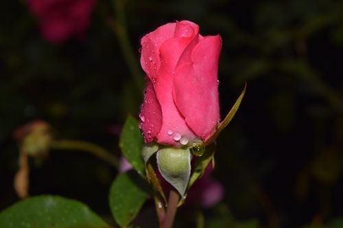 rose blossom bloom